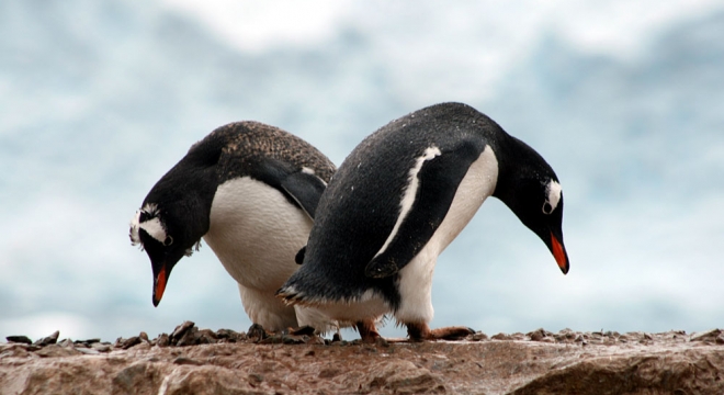Peregrine/Quark Expeditions Gentoo Penguins