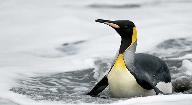 King Penguin cruising in South Georgia