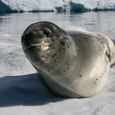 Antarctica Leopard Seal