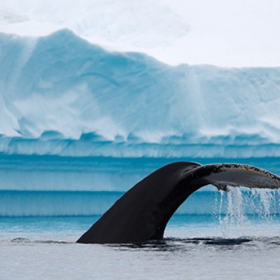 whale tail infront is an inceberg in antactica