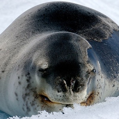 Peregrine/Quark Expeditions Leopard Seal